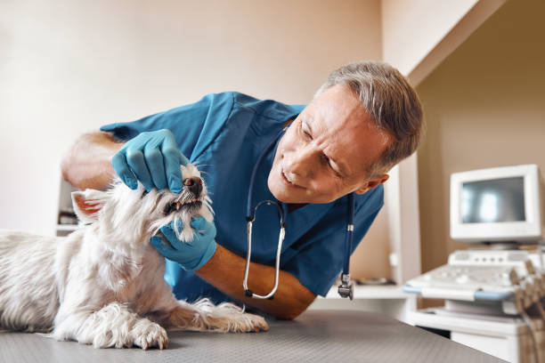 Best Mobile Emergency Dentist in Lemon Hill, CA